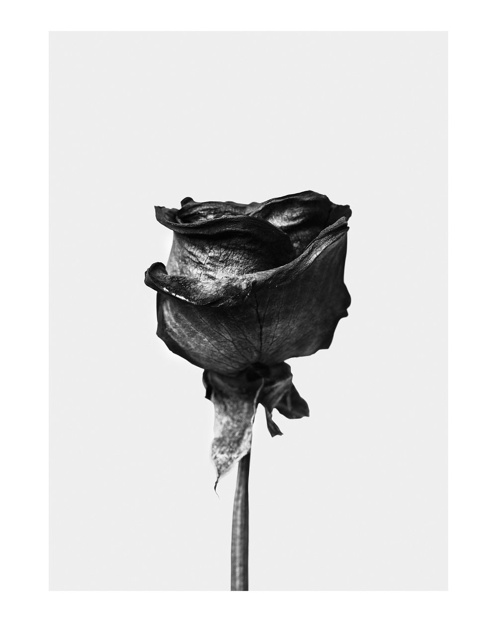 Dried rose art print poster, monotone minimal wall decor