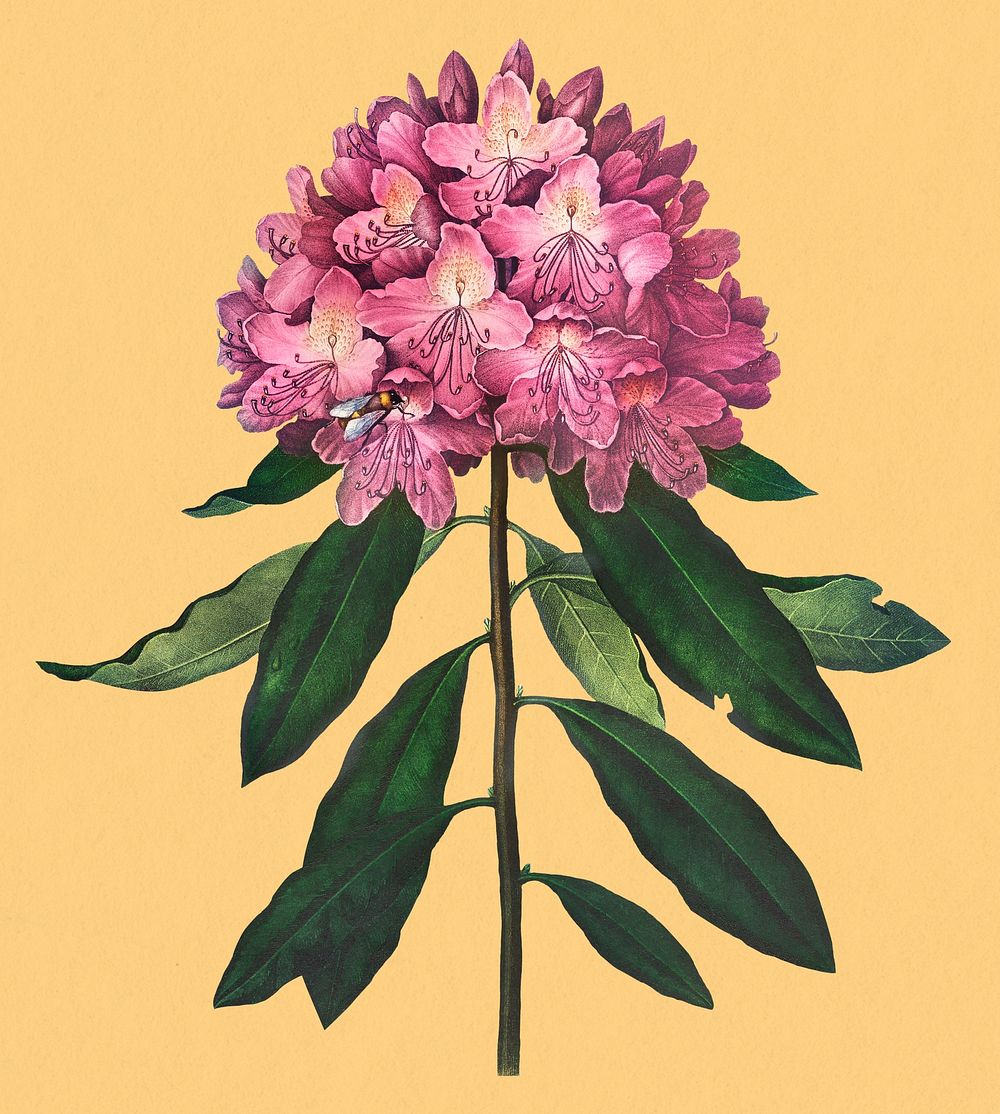Pontic flower sticker, vintage botanical illustration, remix from the artwork of Robert Thornton