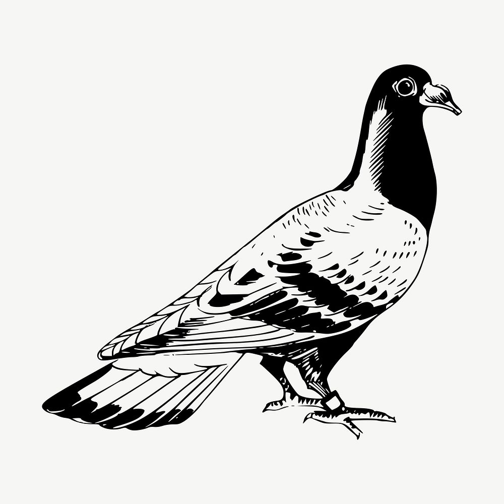 Pigeon clipart, vintage bird illustration vector. Free public domain CC0 image.