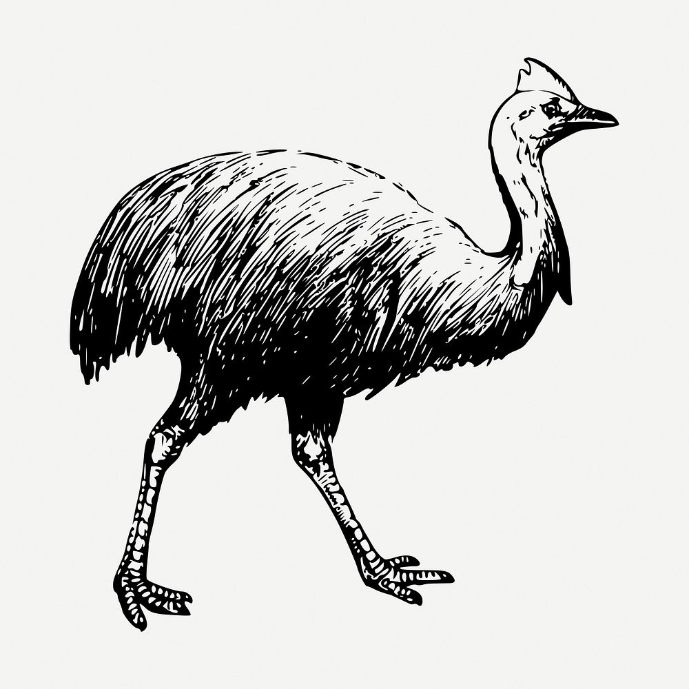 Cassowary drawing, vintage bird illustration psd. Free public domain CC0 image.