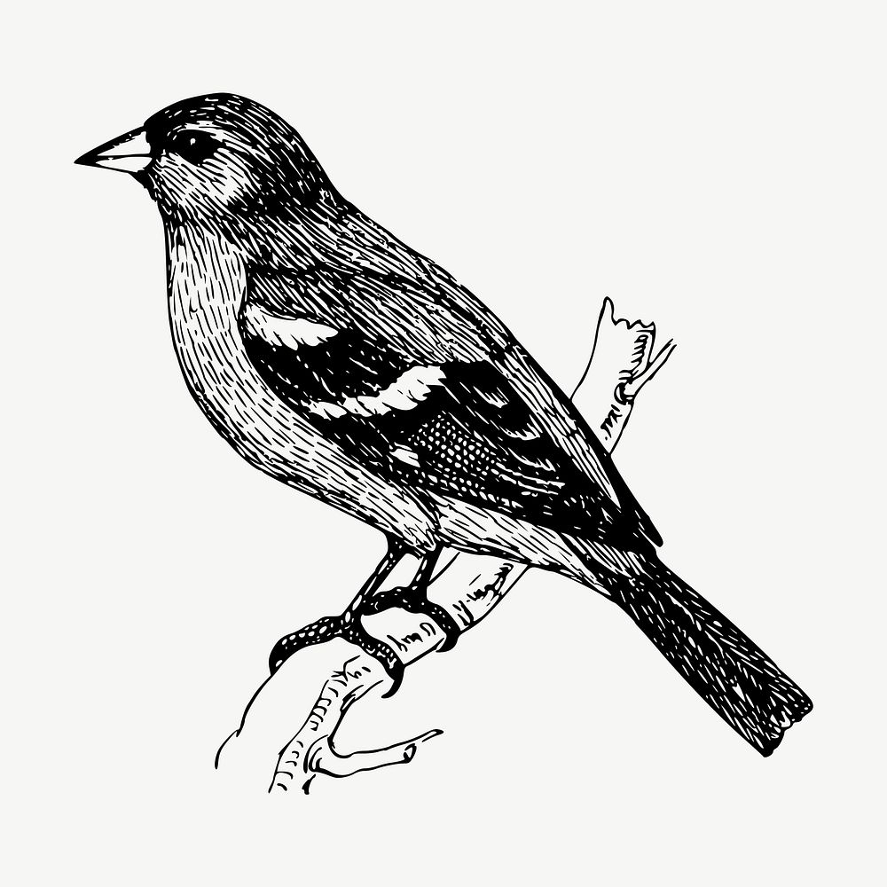 Chaffinch bird clipart, vintage animal illustration vector. Free public domain CC0 image.