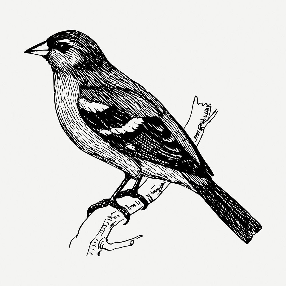Chaffinch bird drawing, vintage animal illustration psd. Free public domain CC0 image.
