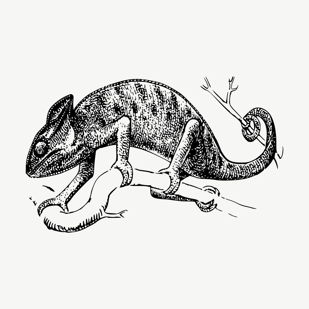 Chameleon clipart, vintage animal illustration vector. Free public domain CC0 image.