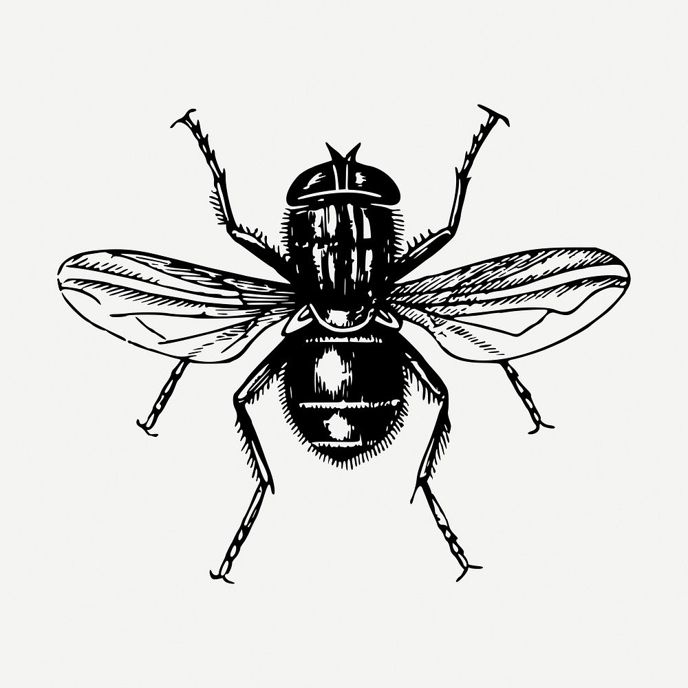 Fly drawing, vintage insect illustration psd. Free public domain CC0 image.