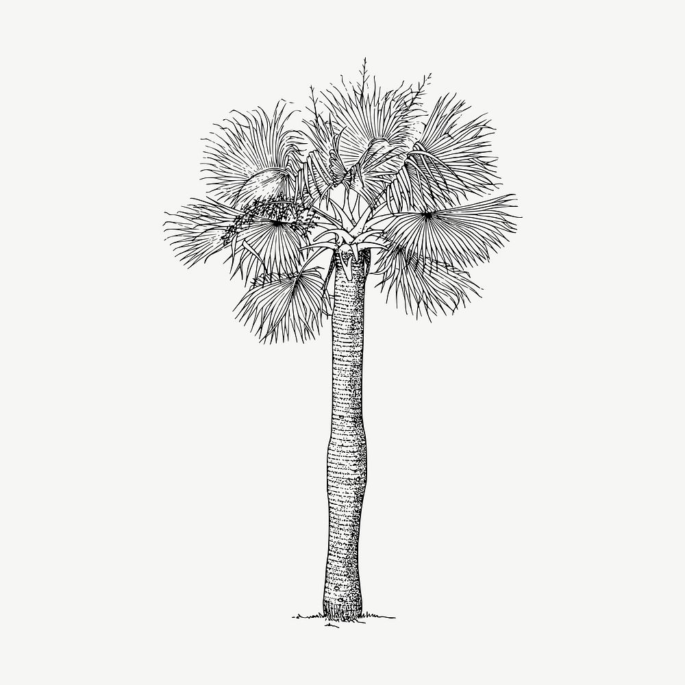 Palm tree clipart, vintage botanical illustration vector. Free public domain CC0 image.