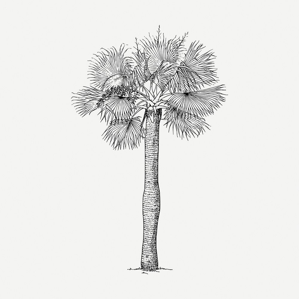 Palm tree drawing, vintage botanical illustration psd. Free public domain CC0 image.