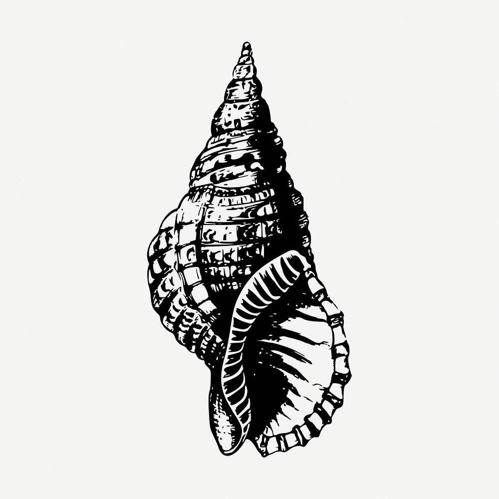 Sea shell drawing, vintage sea life illustration psd. Free public domain CC0 image.