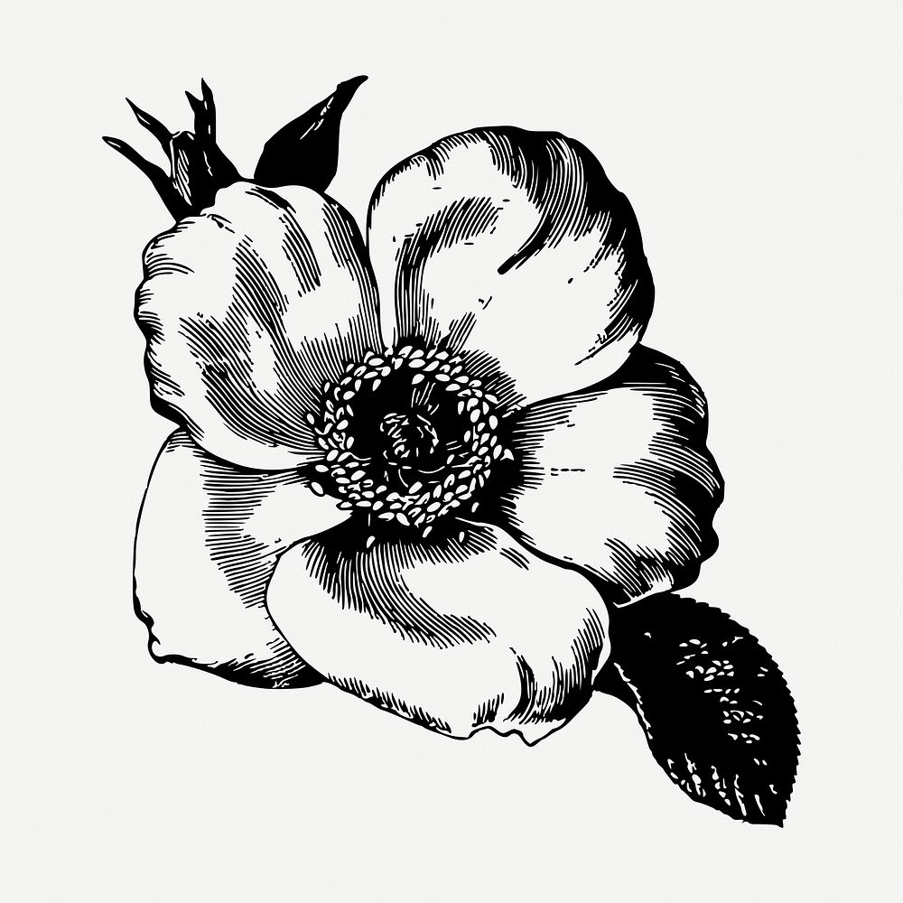 Poppy flower drawing, vintage botanical illustration psd. Free public domain CC0 image.