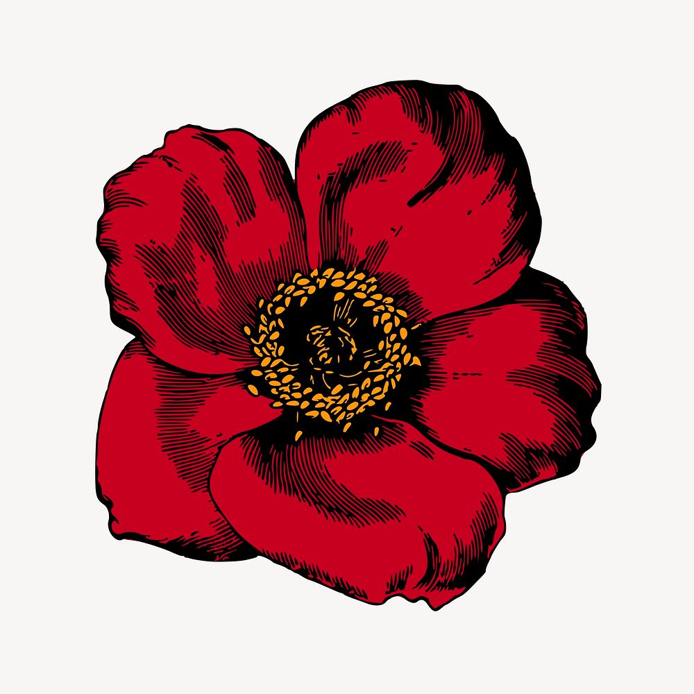 Red poppy flower clipart, vintage botanical illustration vector. Free public domain CC0 image.