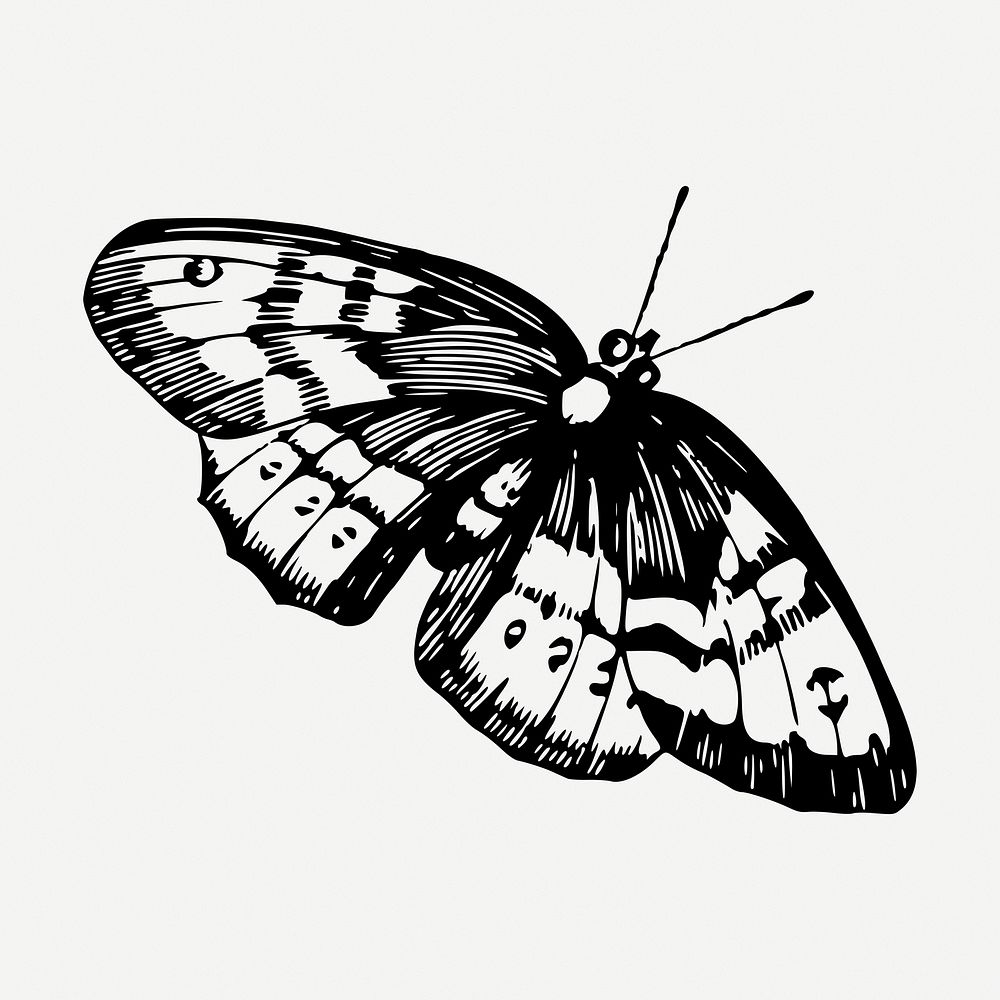 Butterfly drawing, vintage insect illustration psd. Free public domain CC0 image.