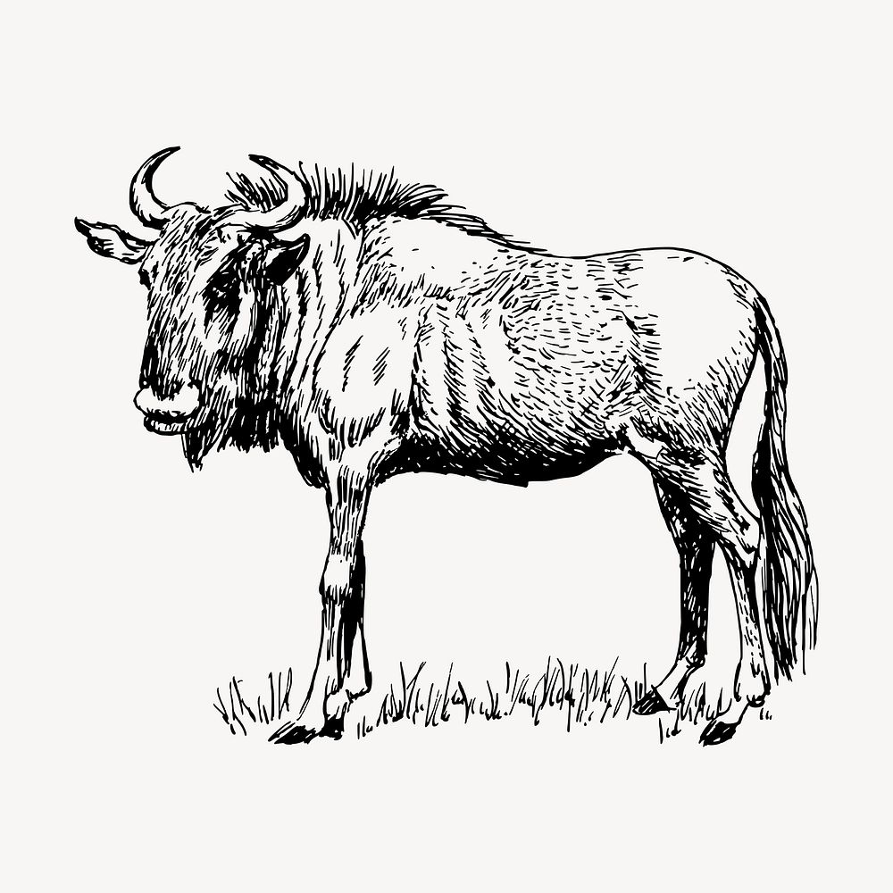 Gnu bull clipart, vintage animal illustration vector. Free public domain CC0 image.