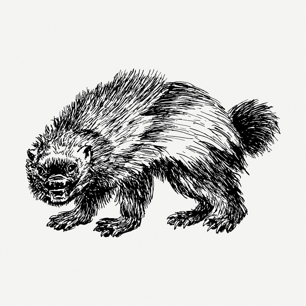Wolverine drawing, vintage wildlife illustration psd. Free public domain CC0 image.