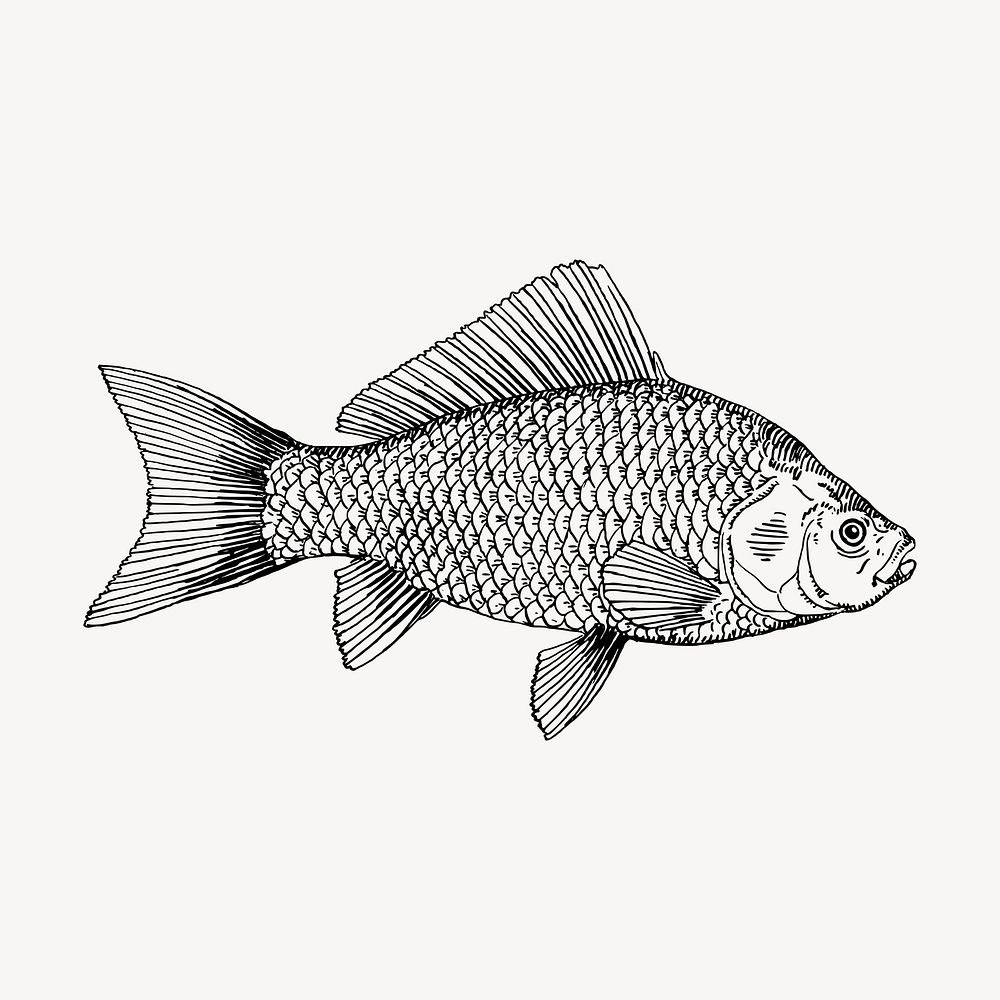Fish clipart, vintage sea animal illustration vector. Free public domain CC0 image.