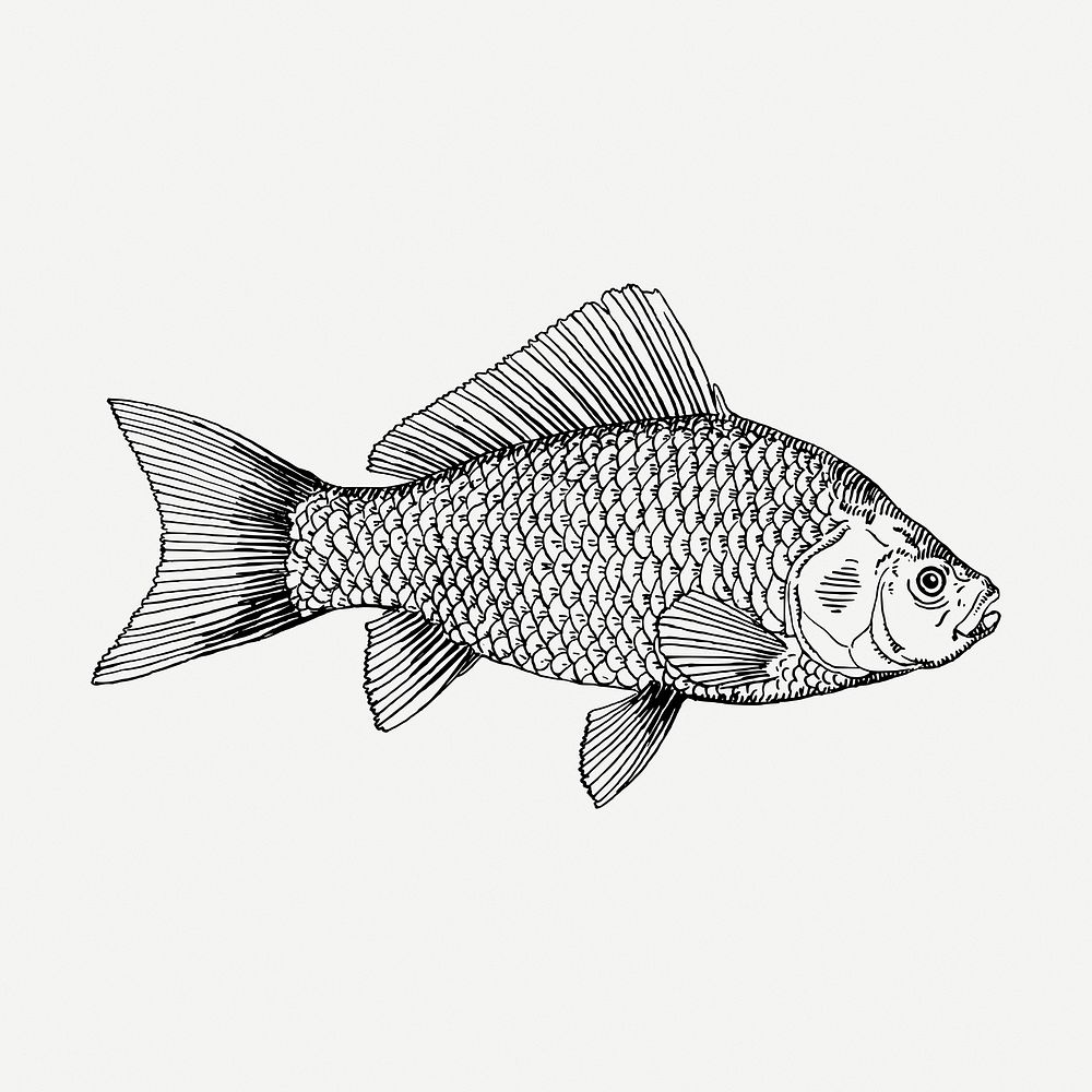 Fish drawing, vintage sea life illustration psd. Free public domain CC0 image.