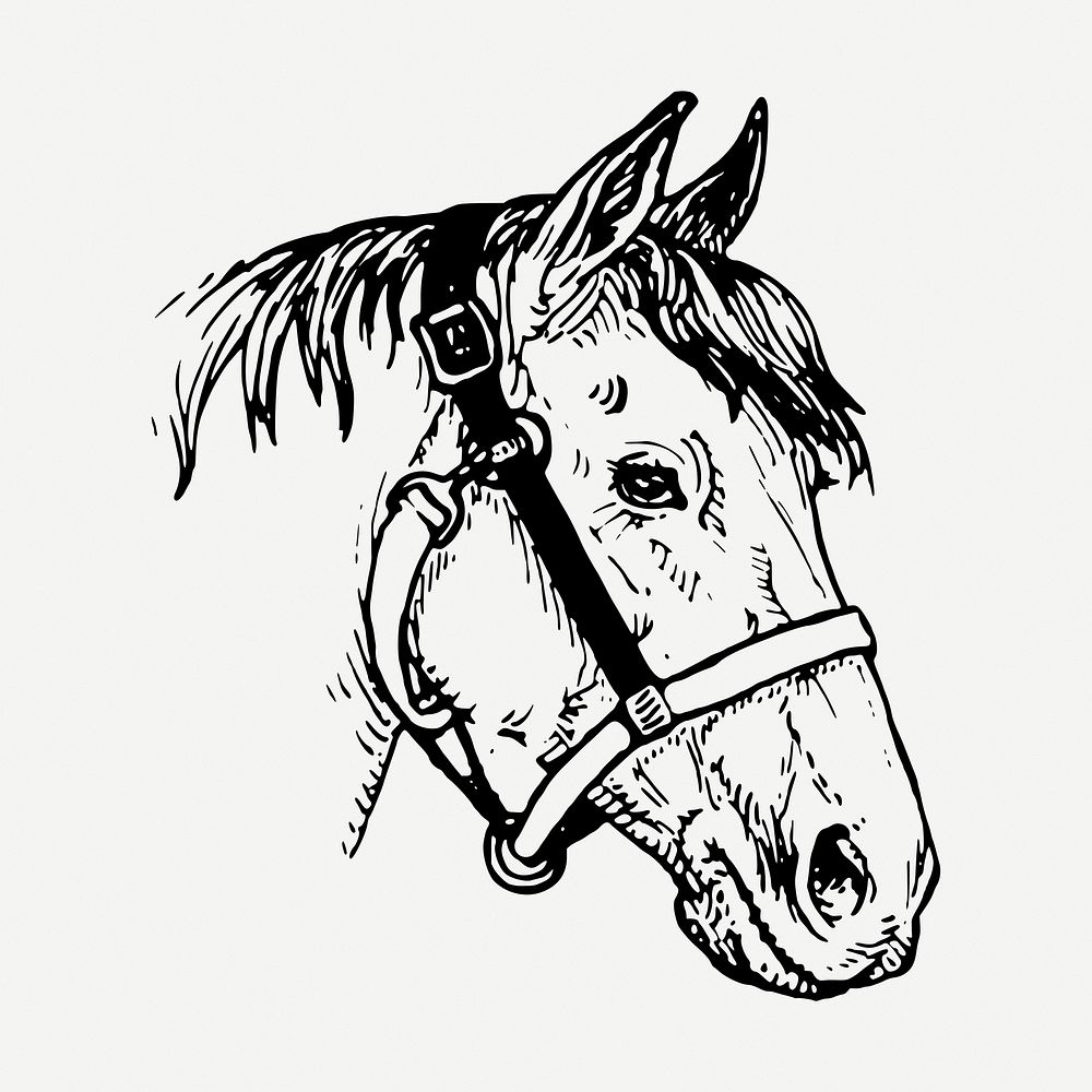 Horse head drawing, vintage wildlife illustration psd. Free public domain CC0 image.
