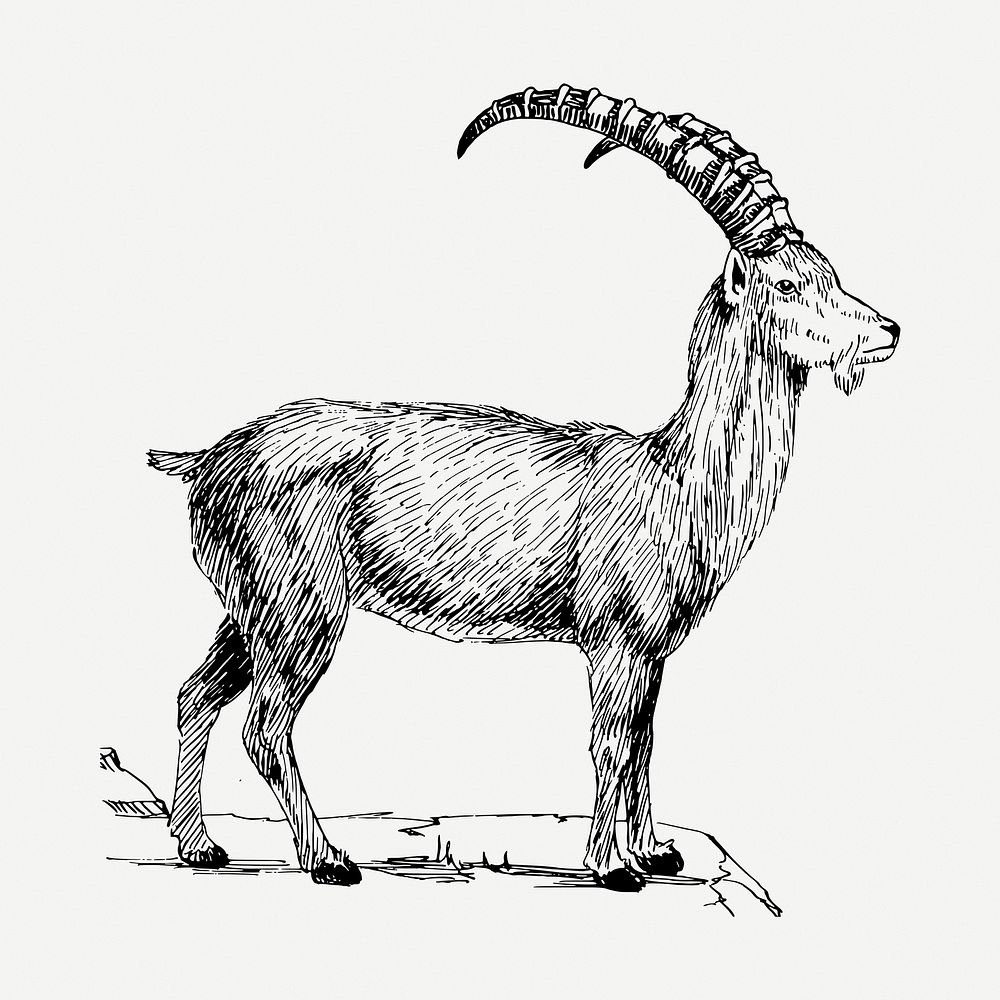Ibex drawing, vintage wildlife illustration psd. Free public domain CC0 image.