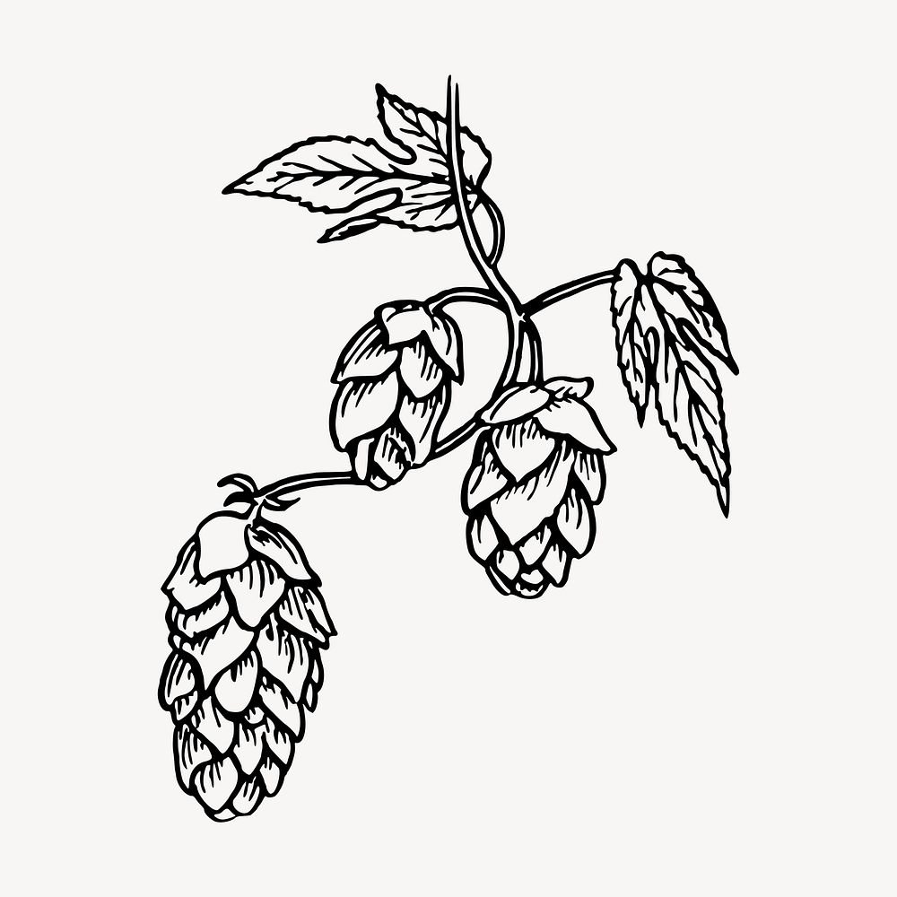 Hops clipart, vintage brewing illustration vector. Free public domain CC0 image.