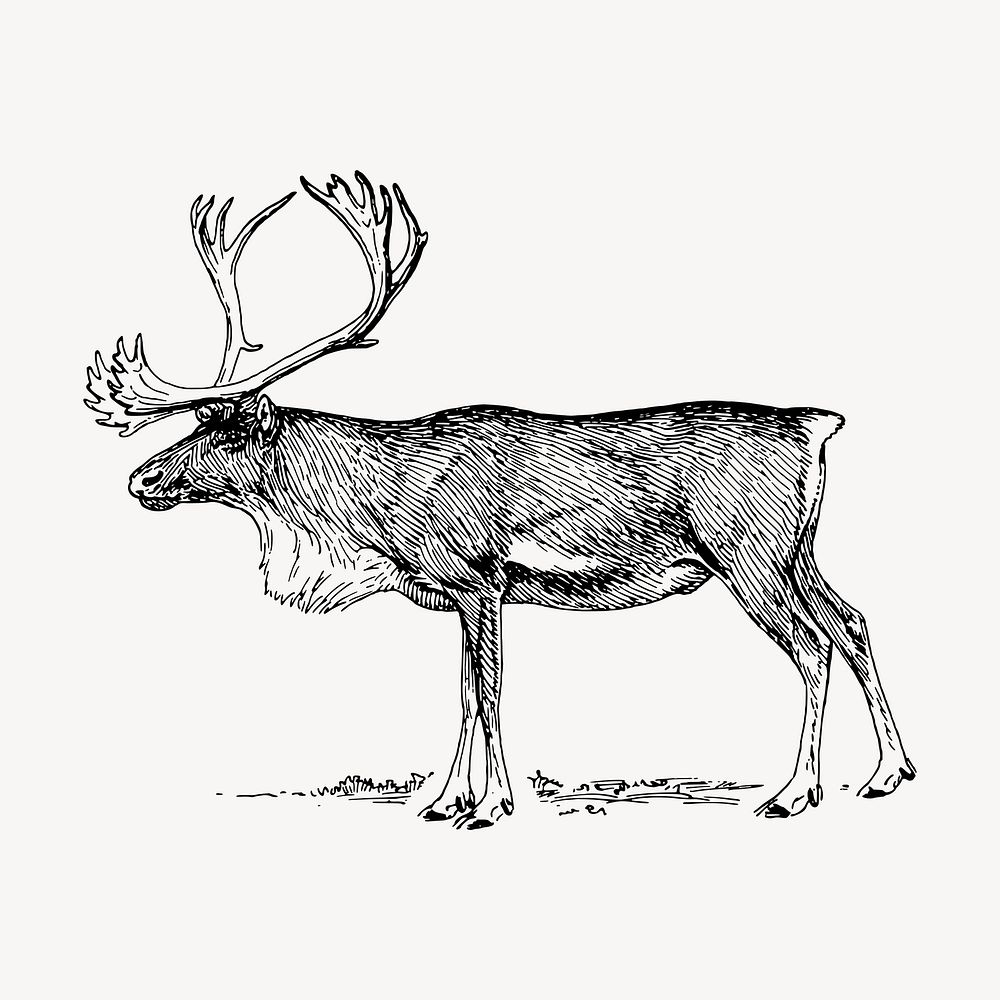 Reindeer clipart, vintage animal illustration vector. Free public domain CC0 image.