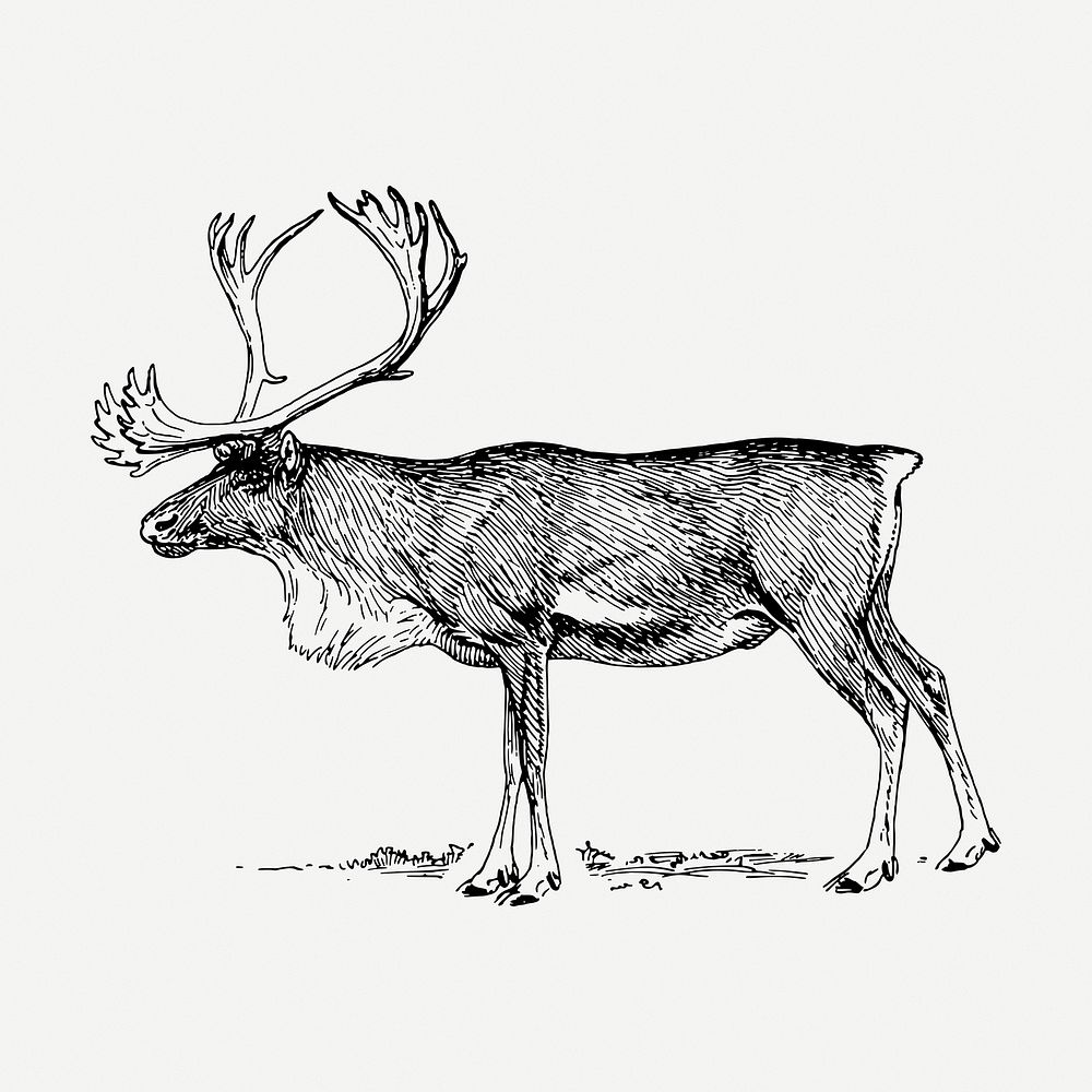 Reindeer drawing, vintage wildlife illustration psd. Free public domain CC0 image.