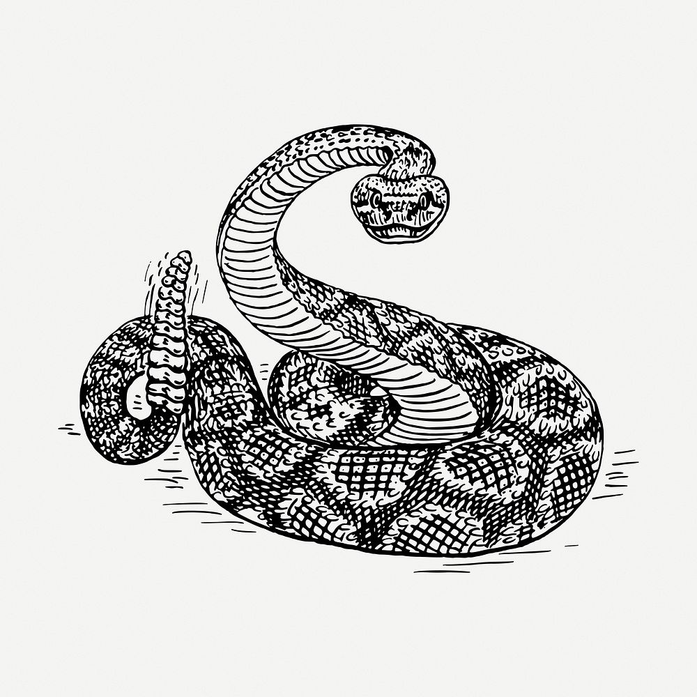 Rattlesnake drawing, vintage wildlife illustration psd. Free public domain CC0 image.