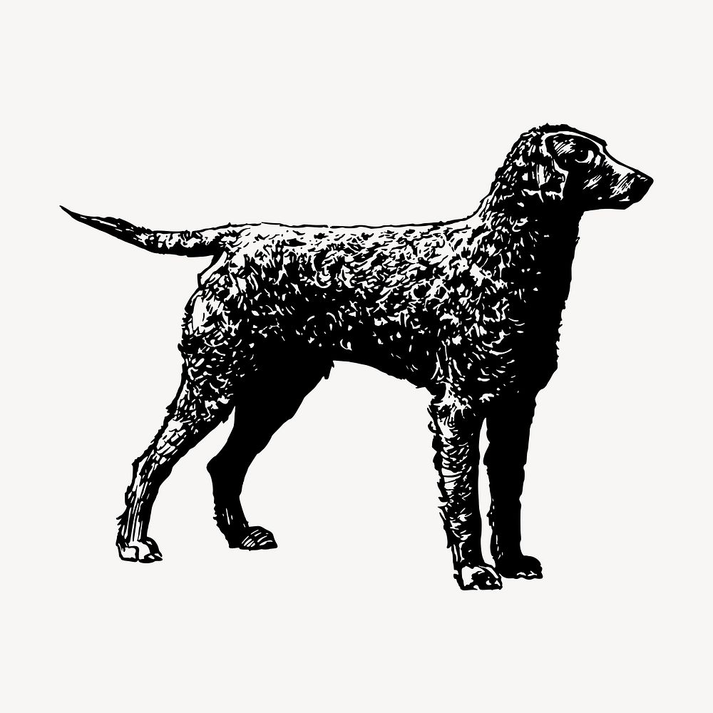Golden retriever dog clipart, vintage animal illustration vector. Free public domain CC0 image.