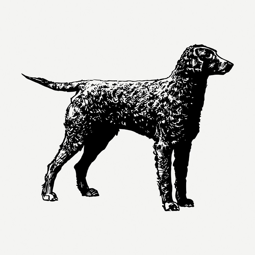 Golden retriever dog drawing, vintage pet animal illustration psd. Free public domain CC0 image.