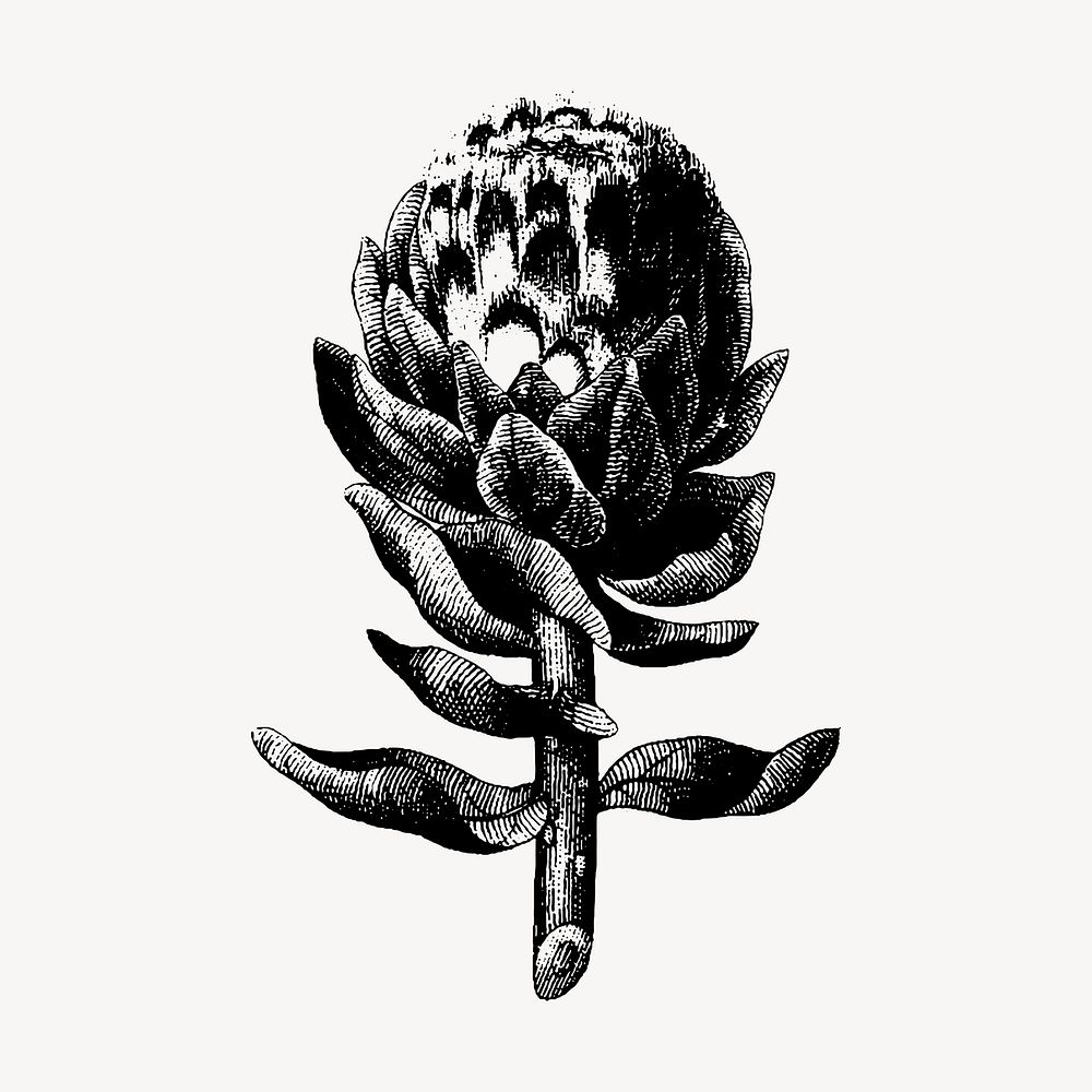 Artichoke clipart, vintage botanical illustration vector. Free public domain CC0 image.