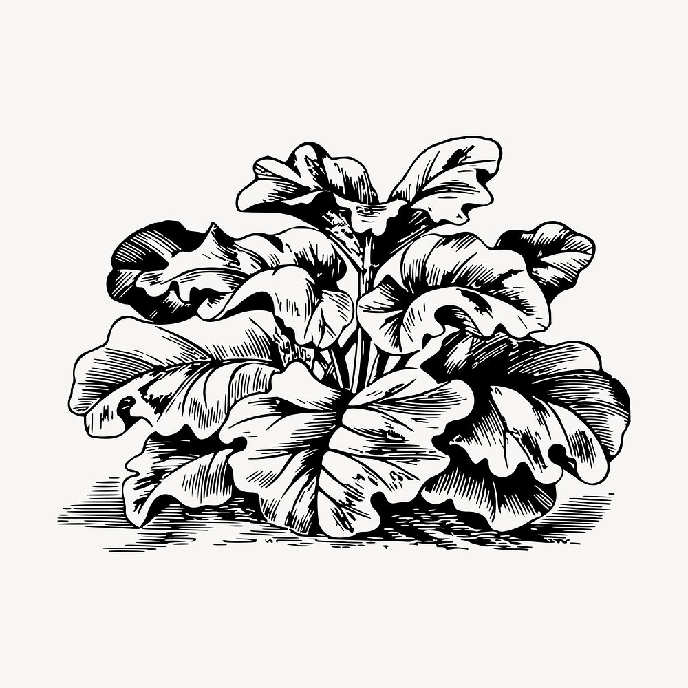 Rhubarb clipart, vintage vegetable illustration vector. Free public domain CC0 image.