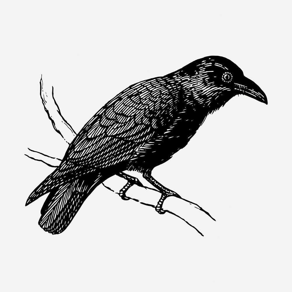 Raven drawing, vintage bird illustration psd. Free public domain CC0 image.