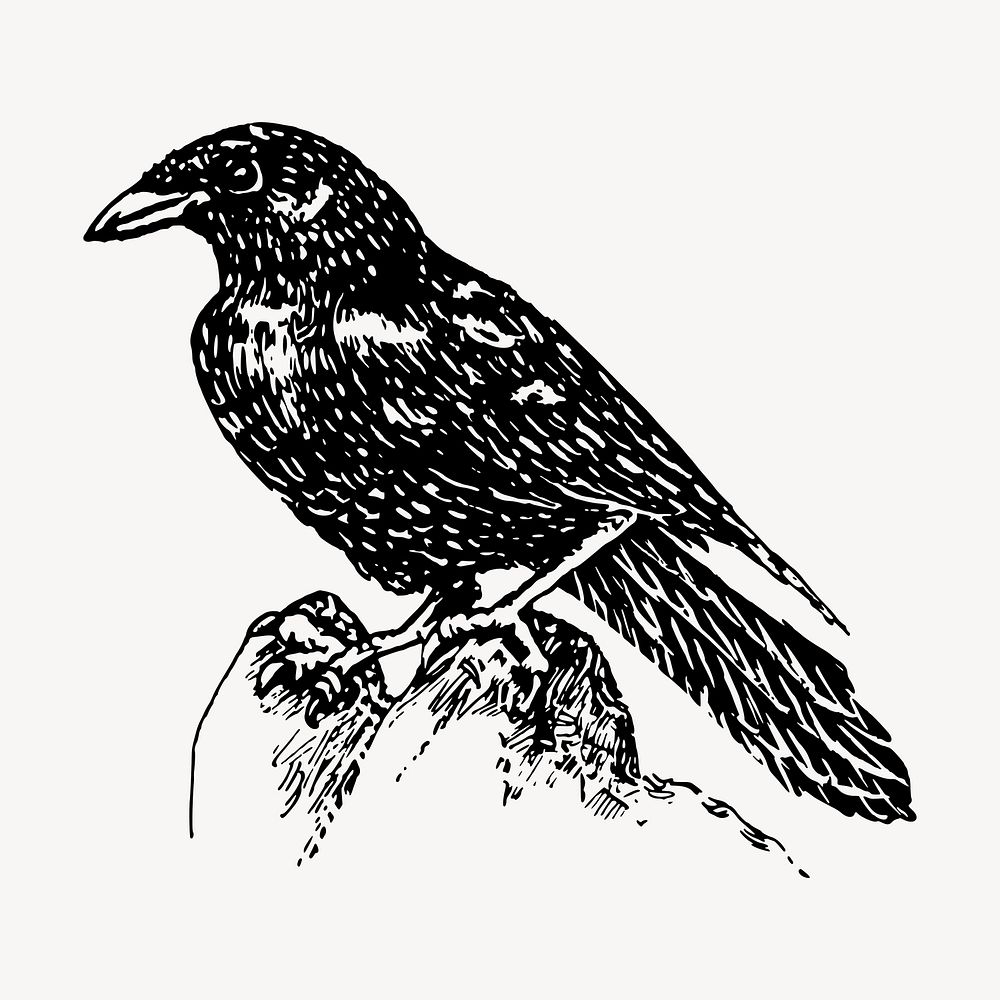 Raven clipart, vintage bird illustration vector. Free public domain CC0 image.