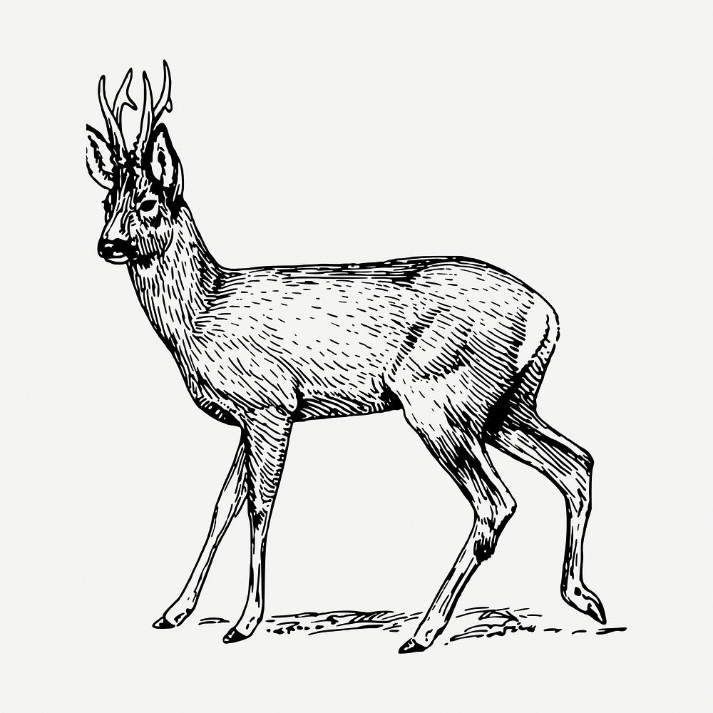 Roe deer drawing, vintage wildlife illustration psd. Free public domain CC0 image.