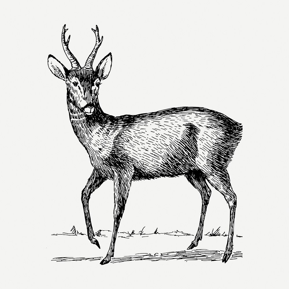 Roebuck drawing, vintage wildlife illustration psd. Free public domain CC0 image.
