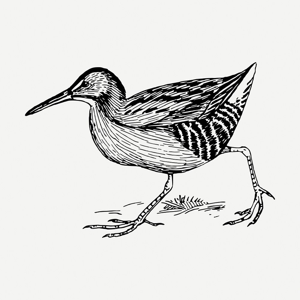Rail bird drawing, vintage animal illustration psd. Free public domain CC0 image.