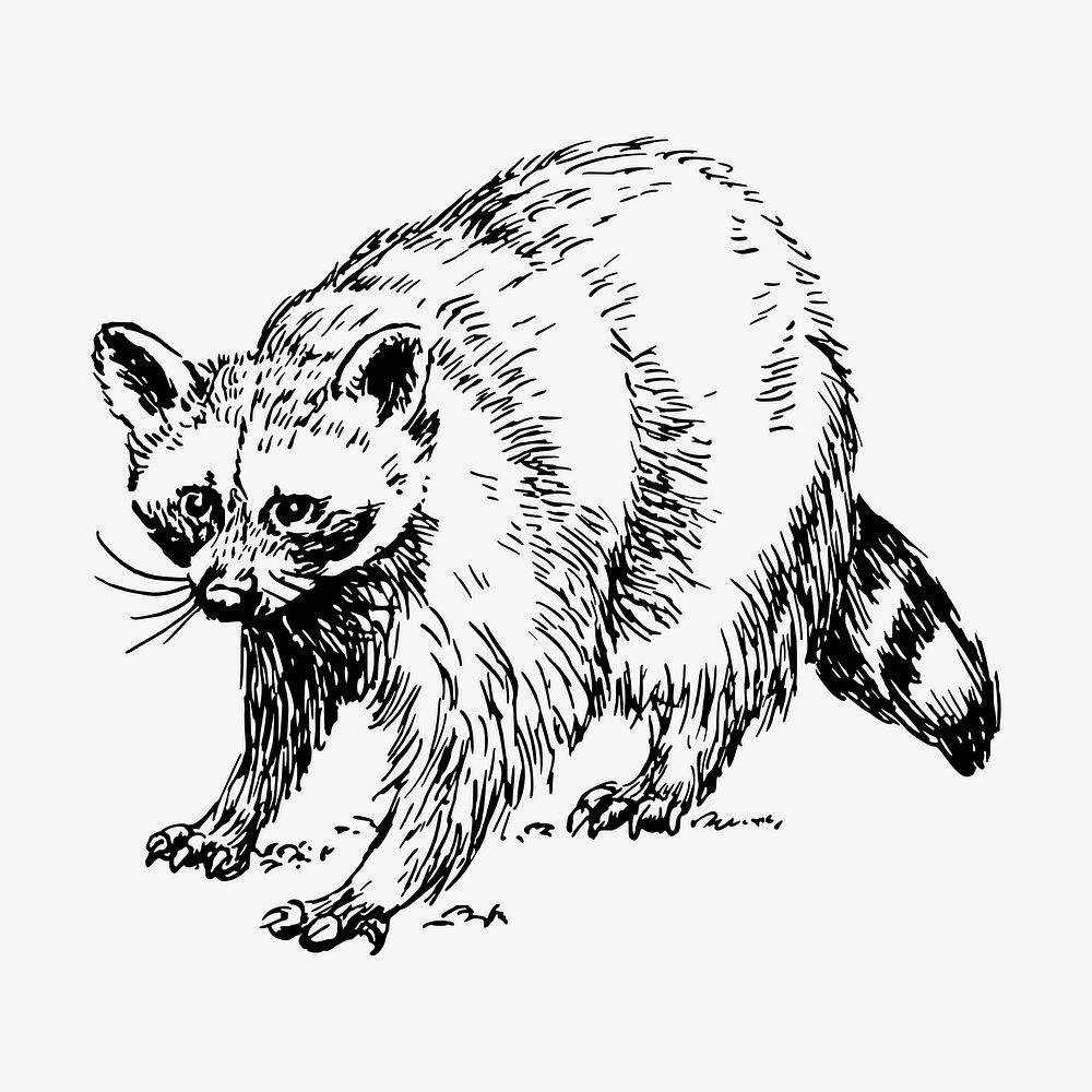 Raccoon clipart, vintage animal illustration vector. Free public domain CC0 image.