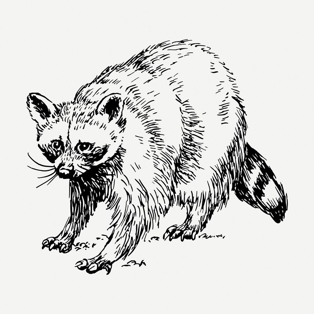 Raccoon drawing, vintage wildlife illustration psd. Free public domain CC0 image.