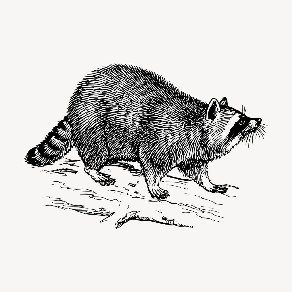 Raccoon clipart, vintage animal illustration vector. Free public domain CC0 image.