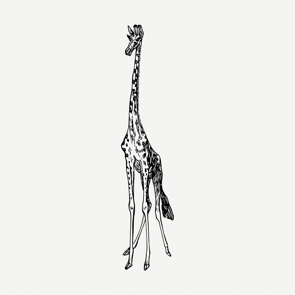 Giraffe drawing, vintage wildlife illustration psd. Free public domain CC0 image.