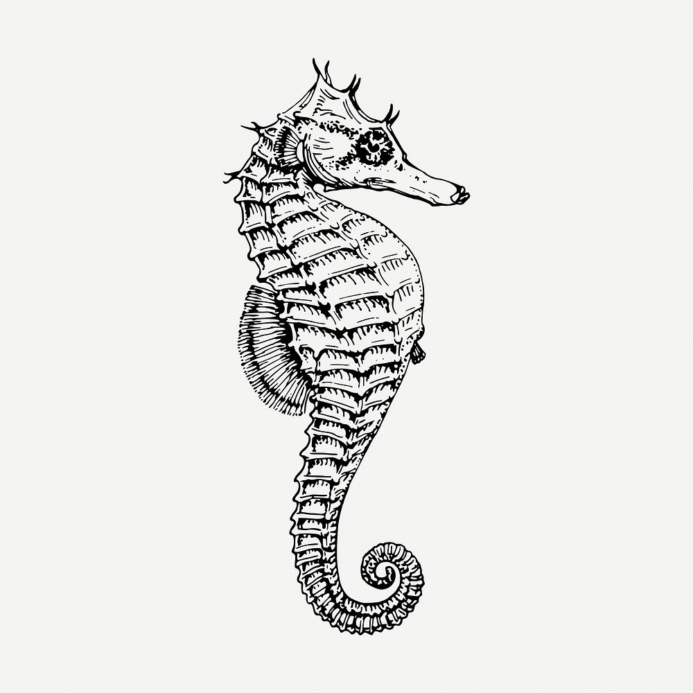Seahorse drawing, vintage sea life illustration psd. Free public domain CC0 image.