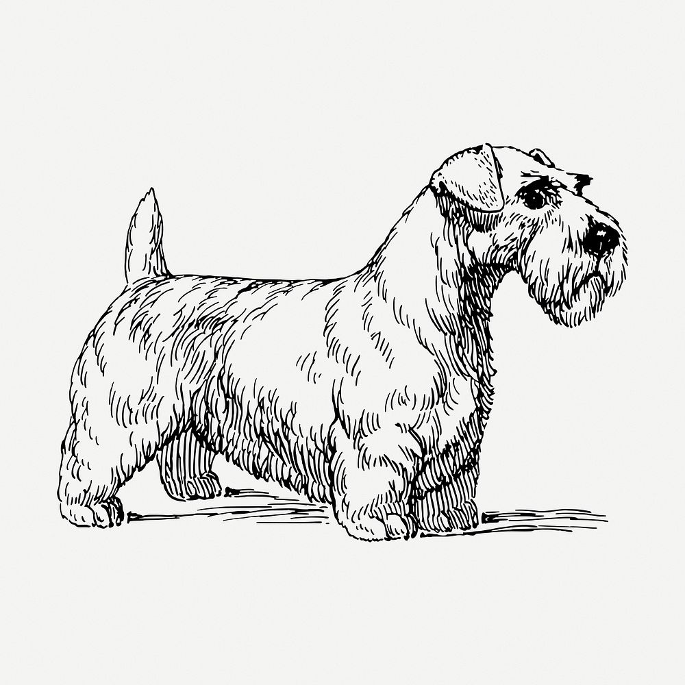 Sealyham dog drawing, vintage pet animal illustration psd. Free public domain CC0 image.
