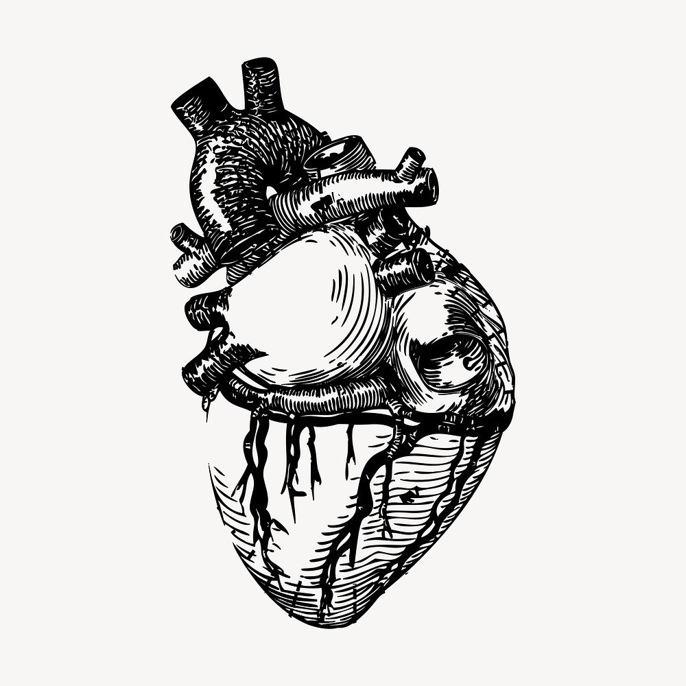 Realistic heart clipart, vintage medical illustration vector. Free public domain CC0 image.