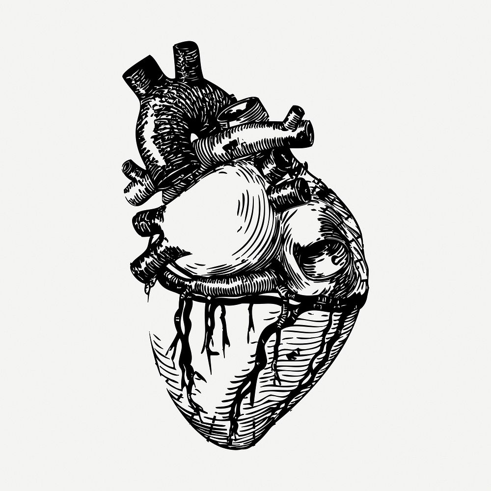 Realistic heart drawing, vintage medical illustration psd. Free public domain CC0 image.