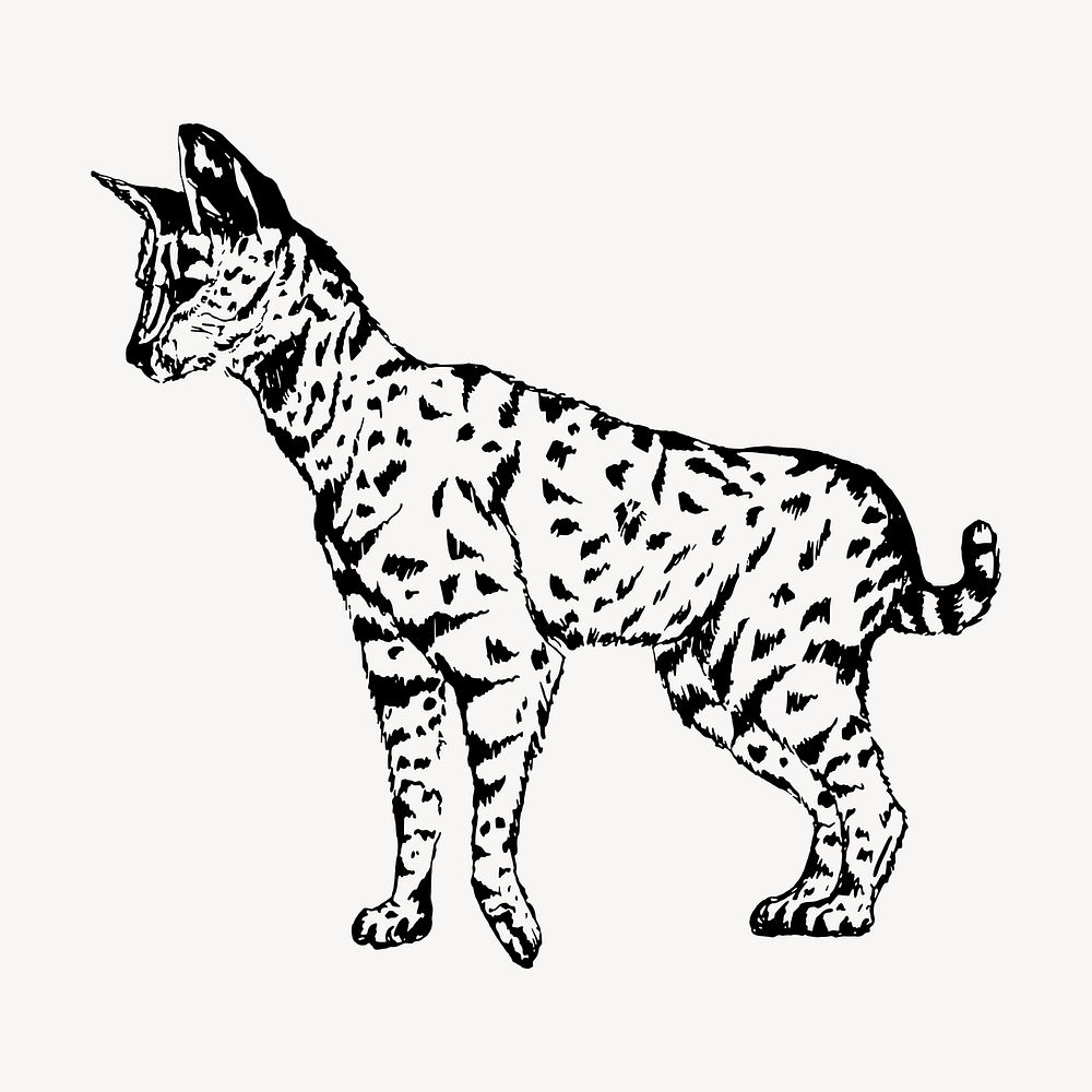Serval clipart, vintage animal illustration vector. Free public domain CC0 image.