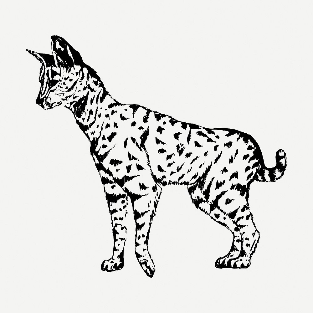 Serval drawing, vintage wildlife illustration psd. Free public domain CC0 image.