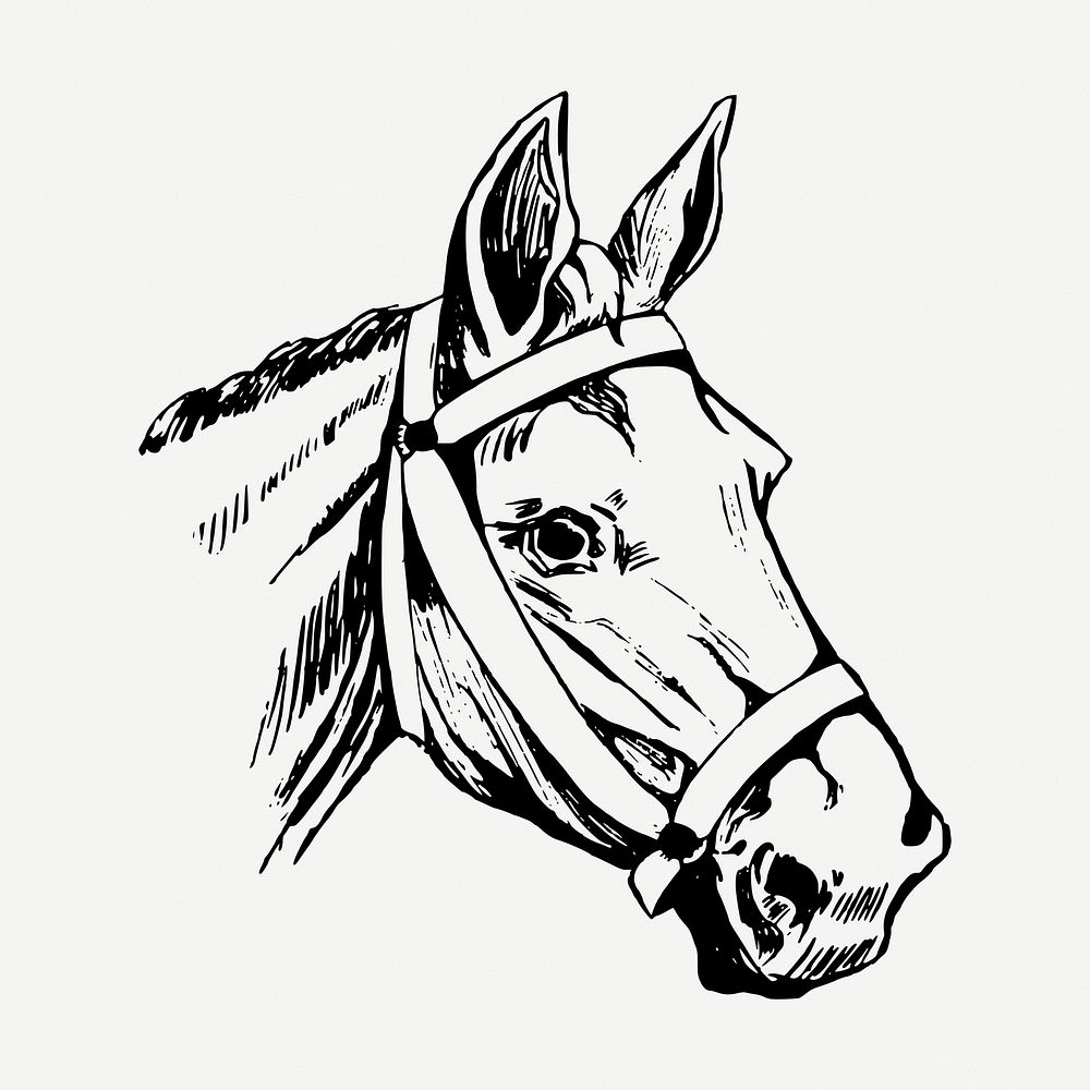 Horse head drawing, vintage wildlife illustration psd. Free public domain CC0 image.