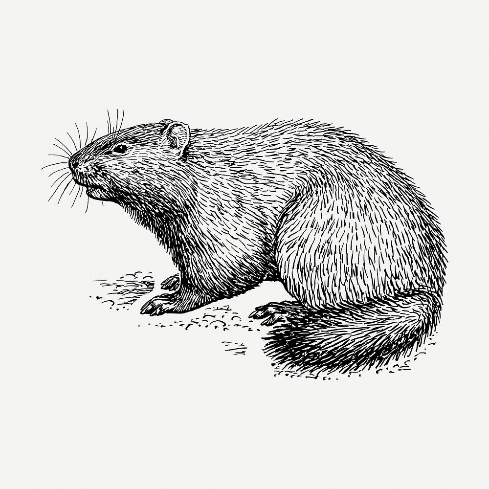 Woodchuck drawing, vintage wildlife illustration psd. Free public domain CC0 image.