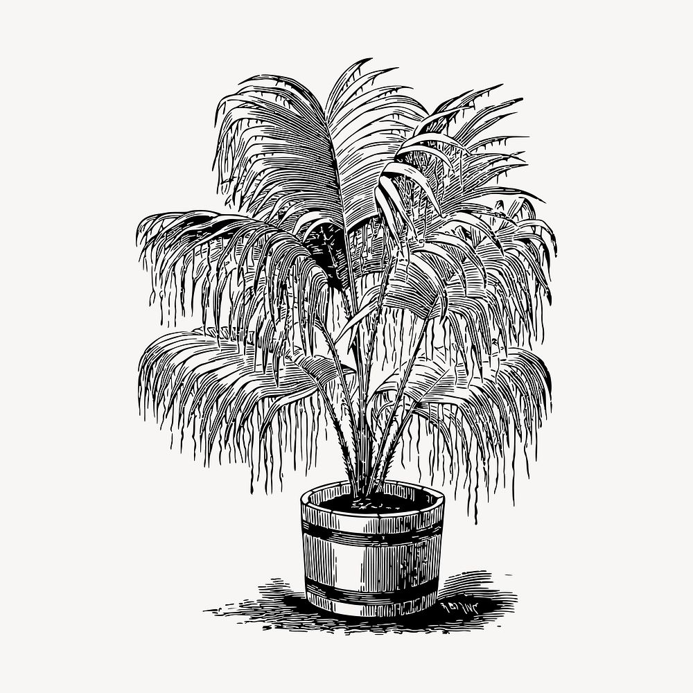 Potted palm tree clipart, vintage botanical illustration vector. Free public domain CC0 image.