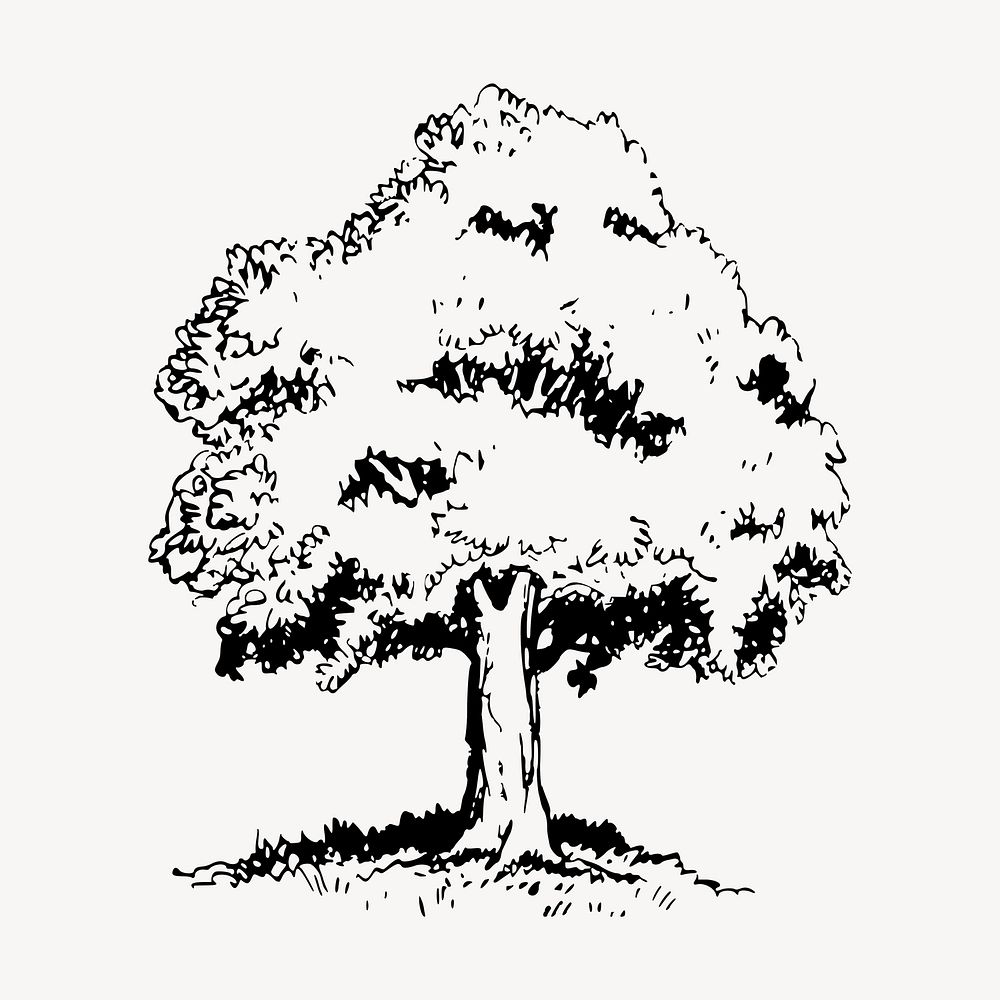 Tree clipart, vintage botanical illustration vector. Free public domain CC0 image.