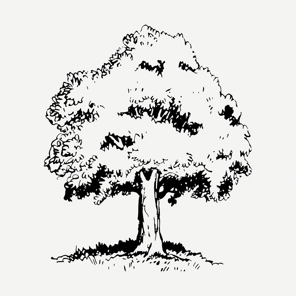 Tree drawing, vintage botanical illustration psd. Free public domain CC0 image.