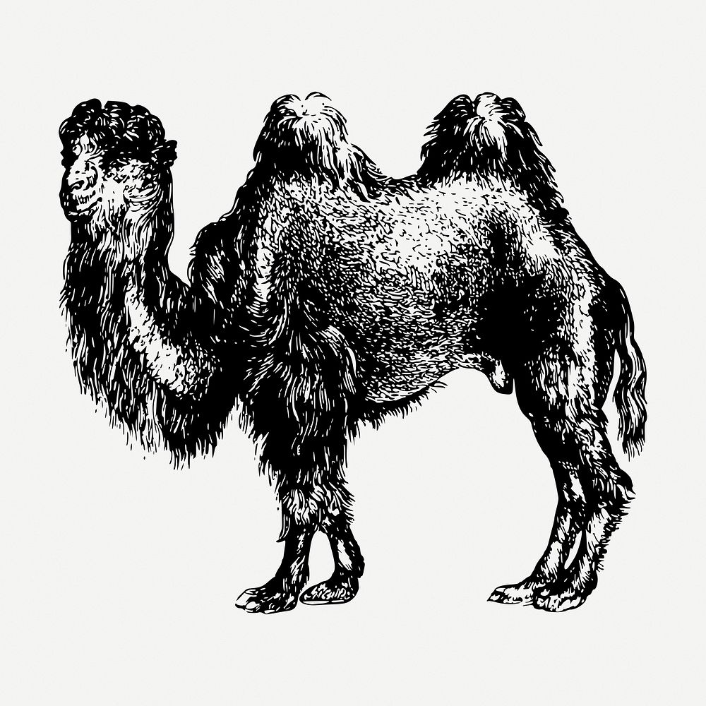 Camel drawing, vintage wildlife illustration psd. Free public domain CC0 image.