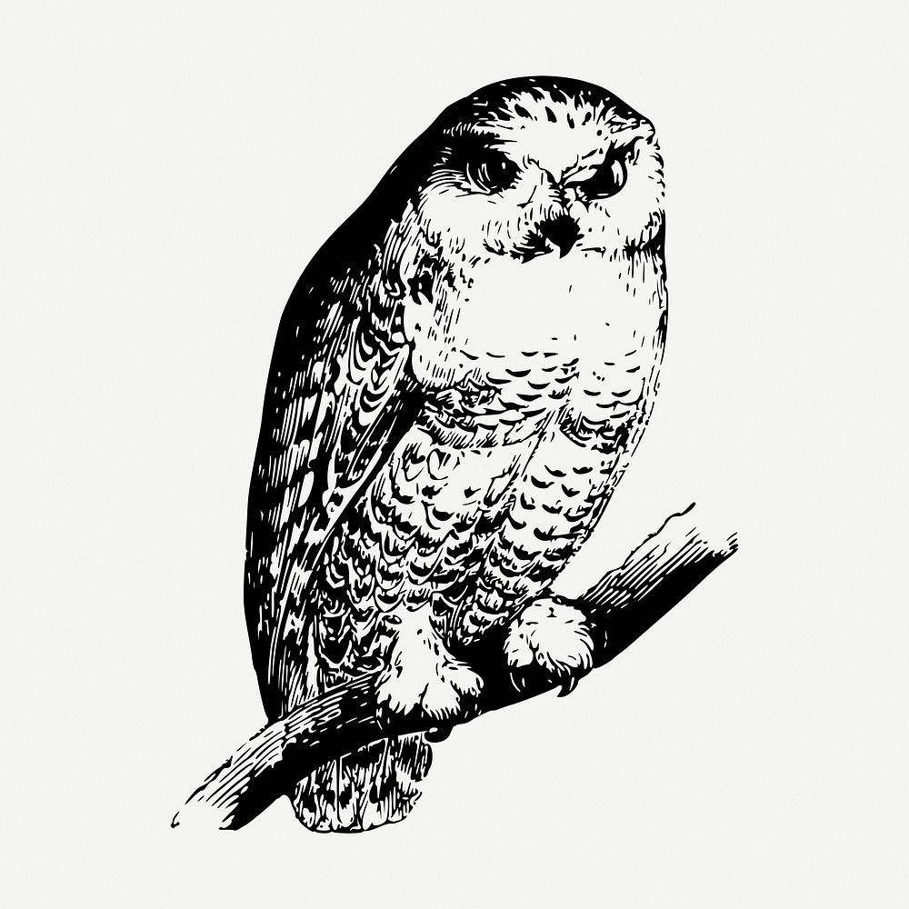 Owl drawing, vintage bird illustration psd.